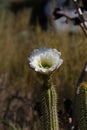 California Garden Series - Large White Blossom on Cactus Plant - Golden Torch Cactus (Trichocereus âSpachianaâ) Royalty Free Stock Photo