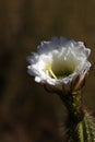 California Garden Series - Large White Blossom on Cactus Plant - Golden Torch Cactus (Trichocereus âSpachianaâ)