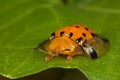 Golden tortoise beetle Royalty Free Stock Photo