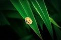 Golden Tortoise Beetle (Charidotella sexpunctata) Royalty Free Stock Photo