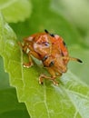 The Golden Tortoise Beetle