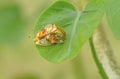 Golden tortoise beetle hybridize on green leaf Royalty Free Stock Photo