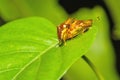 Golden tortoise beetle hybridize on green leaf at night scene Royalty Free Stock Photo