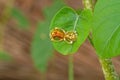 Golden tortoise beetle hybridize on green leaf at night scene Royalty Free Stock Photo