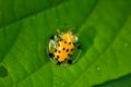 Golden Tortoise Beetle macro photos Royalty Free Stock Photo