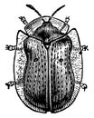 Golden Tortoise Beetle, vintage illustration