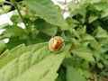 Golden tortoise bettle perched on the leaves Royalty Free Stock Photo