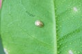 Golden Tortoise Shield Bug or beetle