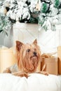 Toy terrier among gift boxes near the Christmas tree Royalty Free Stock Photo