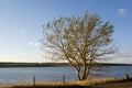 Golden tree in Acadie