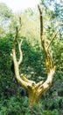 The golden tree arbre d `Or in the mystic forest of Broceliande in Brittany Royalty Free Stock Photo