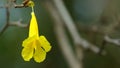 Golden Tree flower senescence