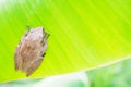 Golden Tree Frog Royalty Free Stock Photo