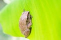 Golden Tree Frog Royalty Free Stock Photo