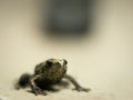 Golden Tree Frog Covered with Dust Standing Royalty Free Stock Photo