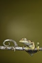 Golden tree frog on twig Royalty Free Stock Photo