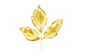 Golden tree leaf isolated on white. Royalty Free Stock Photo