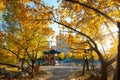 The golden tree leaves and pavilion sunset Royalty Free Stock Photo