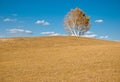 Golden tree on slope