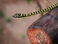 Golden tree snake