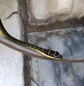 Golden Tree Snake With Bluish Covering Over Its Eye Royalty Free Stock Photo