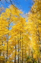 Yellow Trees and Blue Sky in Autumn Royalty Free Stock Photo