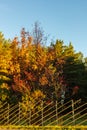 golden trees at autumn day behind wooden picket fence Royalty Free Stock Photo