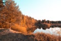 Golden trees of autumn on a shoreline of some water body small lake or river in central Europe