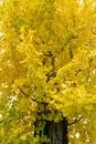 Golden trees blossom, yellow leaves of Maidenhair tree or Ginkgo biloba plant in autumn season Royalty Free Stock Photo