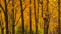 The golden trees in fall Royalty Free Stock Photo