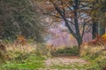 Autumn forest with mist in background Royalty Free Stock Photo