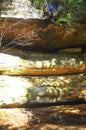 Golden trees of old man`s cave, NYÃ¯Â¼ÅUSA Royalty Free Stock Photo