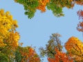 Golden treetops in autumn