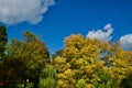 Golden treetops and sky in Autumn Royalty Free Stock Photo