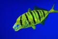 Golden trevally Royalty Free Stock Photo