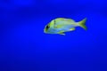 Golden trevally