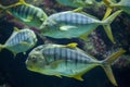 Golden trevally Gnathanodon speciosus