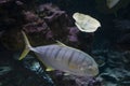 Golden Trevally (Gnathanodon speciosus), also known as the golden kingfish, fish swims on the bottom of the sea