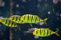 Golden trevally Gnathanodon speciosus. Royalty Free Stock Photo