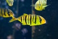 Golden trevally Gnathanodon speciosus. Royalty Free Stock Photo