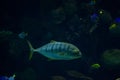 Golden Trevally