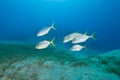 Golden trevally swimming over sea grass