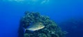 Golden Trevallys and golden kingfish at a coral reef