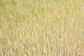 Golden triticale ears, hybrid of wheat and rye in summer sunny field. Royalty Free Stock Photo