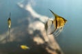 Golden tropical fish swimming under water Royalty Free Stock Photo