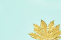 Golden tropical leaf on mint color backdrop. Minimal autumn concept with copy space. Copy space, top view