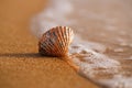 Golden tropical shell on sea beach with waves under sunrise sun