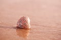 Golden tropical shell on sea beach with waves under sunrise sun