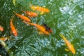 Golden Trout underwater