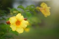 Golden trumpet, Allamanda cathartica, trumpet vine, Royalty Free Stock Photo